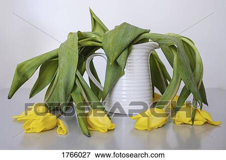 Wilted yellow tulips in vase View Large Photo Image Stock Photo - Wilted yellow tulips in vase. Fotosearch