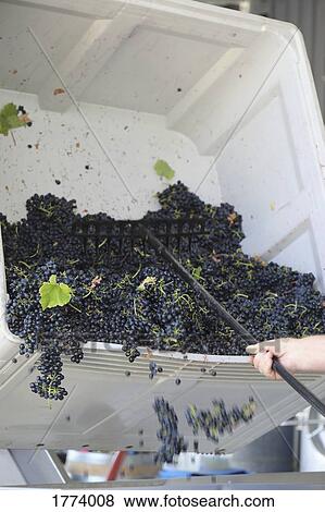 Winemaker emptying fresh harvested grapes from bin at winery View Large Photo Image Stock Photo - Winemaker emptying fresh harvested grapes from bin at winery. Fotosearch