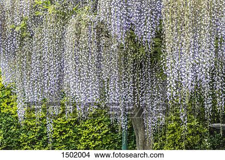 Wisteria flowers growing on tree at park View Large Photo Image Picture - Wisteria flowers growing on tree at park. Fotosearch