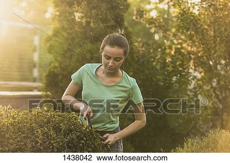 Stock Image - Woman cutting plants with pruning shears at yard. Fotosearch