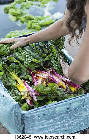 Stock Photo - Woman harvesting fresh rainbow chard. Fotosearch