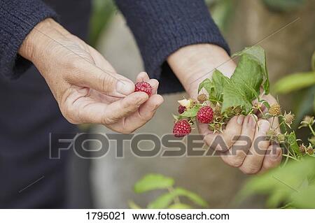 Stock Image - Woman harvesting fresh raspberries. Fotosearch