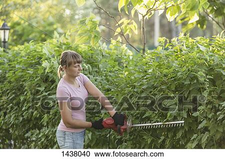 Stock Image - Woman trimming plants with hedge clipper at yard. Fotosearch
