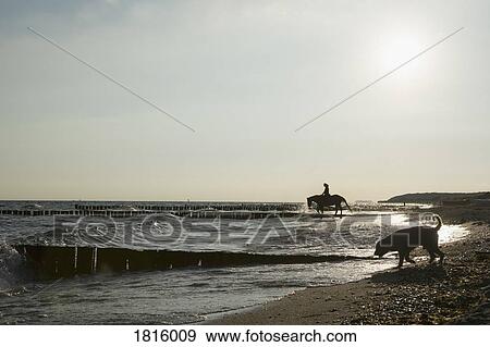 Woman with dog riding horse in sunny ocean View Large Photo Image Stock Photo - Woman with dog riding horse in sunny ocean. Fotosearch