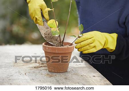 Woman with rubber gloves gardening, potting plant View Large Photo Image Stock Photograph - Woman with rubber gloves gardening, potting plant. Fotosearch