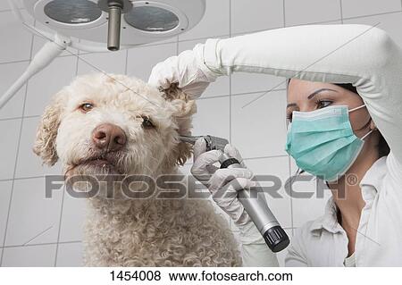 Young female veterinarian examining dog's ear with otoscope in clinic View Large Photo Image Stock Photo - Young female veterinarian examining dog's ear with otoscope in clinic. Fotosearch