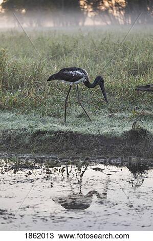 Young Jaribu bird grazing along marsh, Kakadu National Park, Australia View Large Photo Image Stock Image - Young Jaribu bird grazing along marsh, Kakadu National Park, Australia. Fotosearch