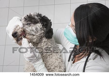 Stock Photo - Young veterinarian cleaning dog's teeth in clinic. Fotosearch