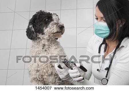 Young veterinarian cutting dog's nails in clinic View Large Photo Image Stock Photo - Young veterinarian cutting dog's nails in clinic. Fotosearch