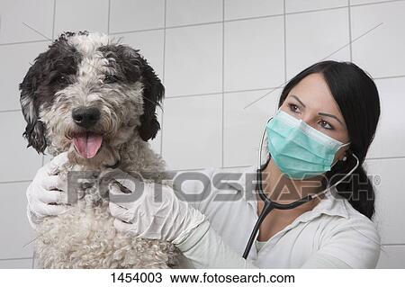 Stock Image - Young veterinarian examining dog in clinic. Fotosearch