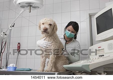 Young veterinarian examining dog in medical clinic View Large Photo Image Stock Image - Young veterinarian examining dog in medical clinic. Fotosearch