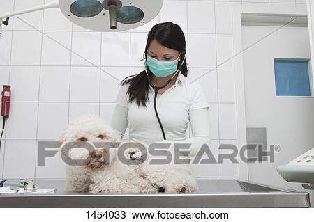 Young veterinarian examining dog on table in clinic View Large Photo Image Stock Image - Young veterinarian examining dog on table in clinic. Fotosearch
