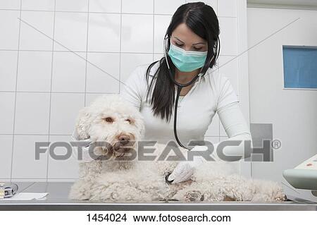 Young veterinarian examining dog with stethoscope in clinic View Large Photo Image Picture - Young veterinarian examining dog with stethoscope in clinic. Fotosearch