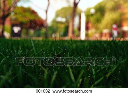 close-up of grass in a park View Large Photo Image Stock Image - close-up of grass in a park. Fotosearch