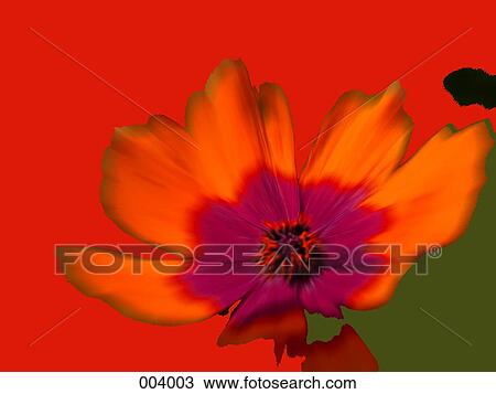 Stock Image - a bright orange and pink flower with bright orange background. Fotosearch