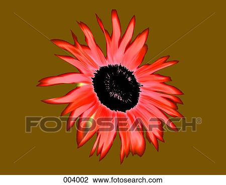Stock Image - a bright pink flower with a mustard, brown background. Fotosearch
