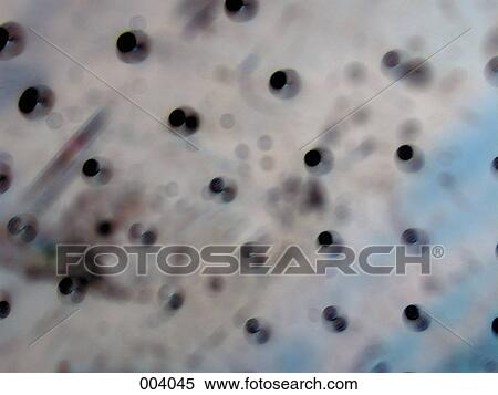 abstract dot pattern View Large Photo Image Stock Photography - abstract dot pattern. Fotosearch