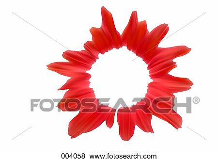 abstract red flower image on white background View Large Photo Image Stock Photo - abstract red flower image on white background. Fotosearch