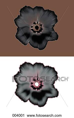 two contrasted flowers with different-colored backgrounds View Large Photo Image Stock Image - two contrasted flowers with different-colored backgrounds. Fotosearch