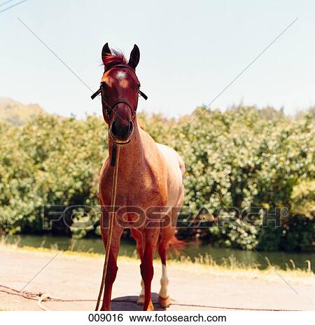 horse in field View Large Photo Image Stock Photograph - horse in field. Fotosearch