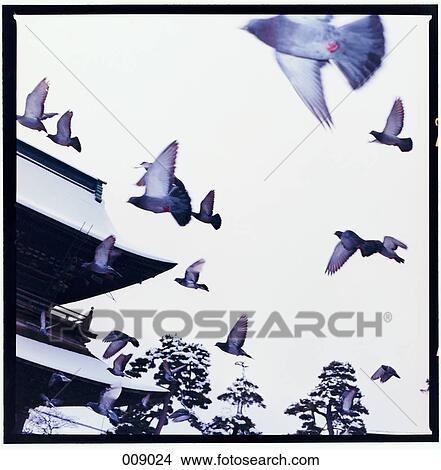 pigeons flying in front of a temple View Large Photo Image Picture - pigeons flying in front of a temple. Fotosearch