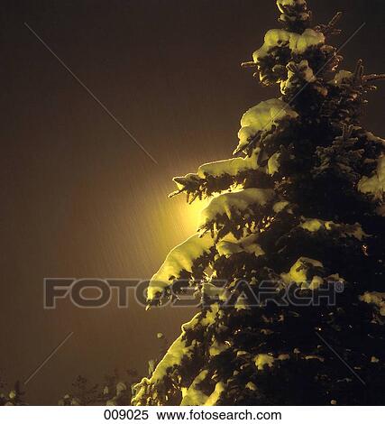 Stock Photography - tree covered with snow at night. Fotosearch