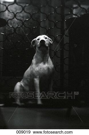 Stock Photo - white dog standing up. Fotosearch