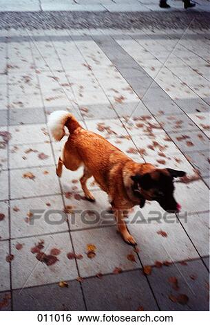 dog walking across checkered sidewalk View Large Photo Image Stock Photograph - dog walking across checkered sidewalk. Fotosearch