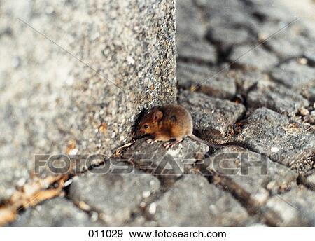 mouse on cobblestone View Large Photo Image Stock Photo - mouse on cobblestone. Fotosearch