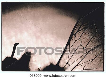 Stock Photo - detailed insect wing. Fotosearch