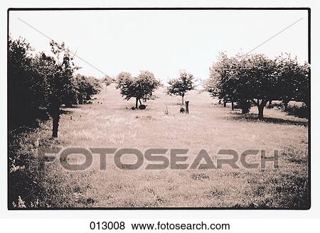 field featuring trees View Large Photo Image Stock Photo - field featuring trees. Fotosearch