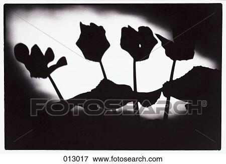 flowers in sihliouette View Large Photo Image Stock Photo - flowers in sihliouette. Fotosearch