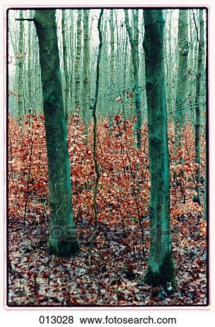 forest View Large Photo Image Stock Photo - forest. Fotosearch