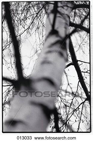 tree View Large Photo Image Stock Image - tree. Fotosearch