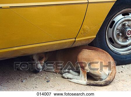 dog lying underneathe yellow car View Large Photo Image Stock Photo - dog lying underneathe yellow car. Fotosearch