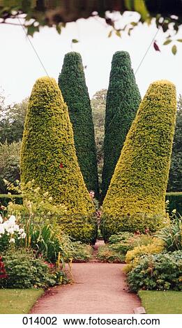 leaning and straight hedges View Large Photo Image Stock Image - leaning and straight hedges. Fotosearch