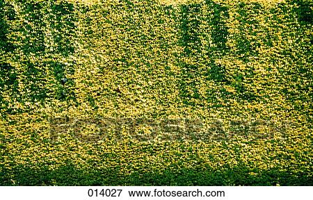 pattern in an ivy-covered wall View Large Photo Image Stock Photo - pattern in an ivy-covered wall. Fotosearch