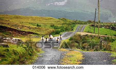 sheep walking down a gravel road in the countryside View Large Photo Image Stock Photograph - sheep walking down a gravel road in the countryside. Fotosearch