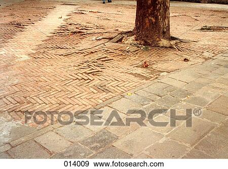 tree growing through a brick sidewalk View Large Photo Image Stock Photo - tree growing through a brick sidewalk. Fotosearch
