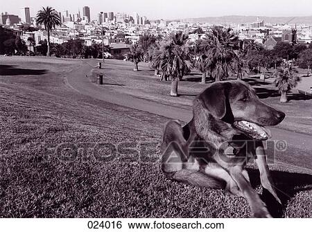 Stock Photograph - Dog sitting on grass with palmtrees and city skyline in the background. Fotosearch
