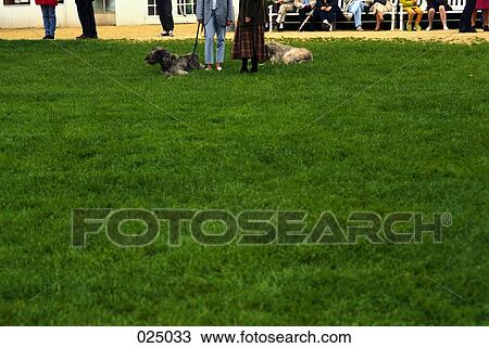 dogs and people's legs at dogshow View Large Photo Image Stock Image - dogs and people's legs at dogshow. Fotosearch