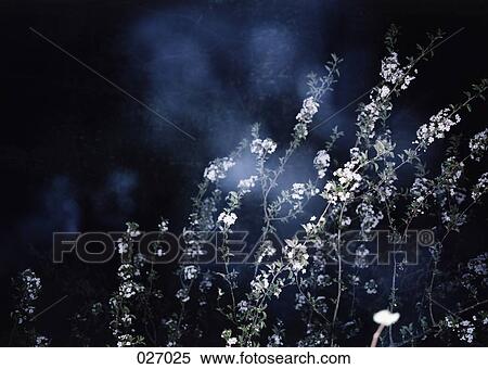 A group of wildflowers View Large Photo Image Stock Photography - A group of wildflowers. Fotosearch