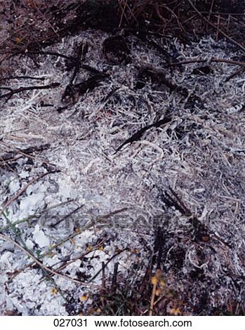 Ashes after a fire View Large Photo Image Stock Image - Ashes after a fire. Fotosearch
