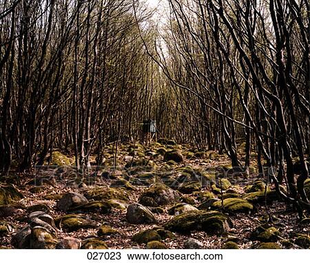 Moss-covered rocks in a clearing in the woods View Large Photo Image Stock Image - Moss-covered rocks in a clearing in the woods. Fotosearch