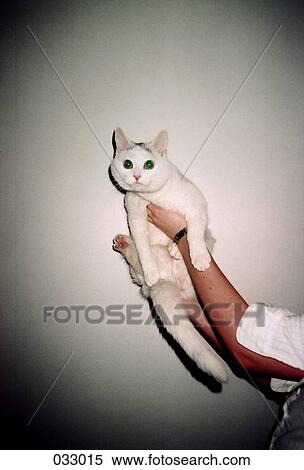 A person holding up a white cat View Large Photo Image Stock Photography - A person holding up a white cat. Fotosearch
