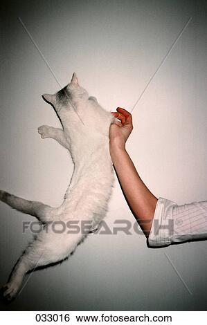 Stock Photograph - A person's arm next to a falling cat. Fotosearch
