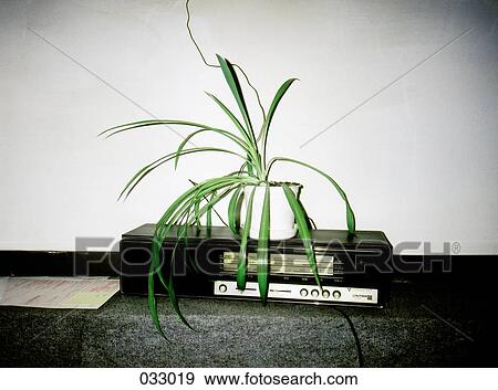 A plant on top of a radio View Large Photo Image Stock Photo - A plant on top of a radio. Fotosearch