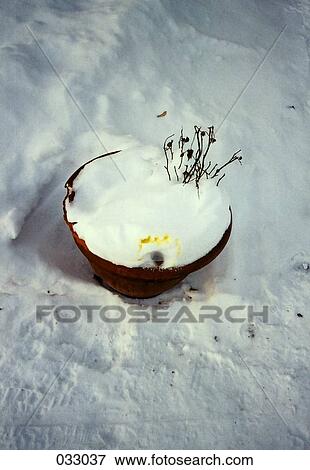 A snow-covered potted plant View Large Photo Image Stock Photo - A snow-covered potted plant. Fotosearch