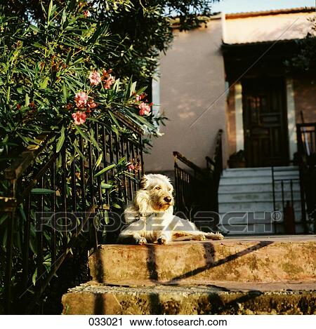 A white dog sitting in the sun in front of a house View Large Photo Image Stock Image - A white dog sitting in the sun in front of a house. Fotosearch