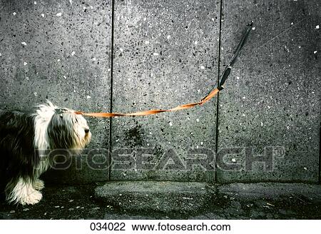 A dog on a leash chained to a wall View Large Photo Image Stock Image - A dog on a leash chained to a wall. Fotosearch